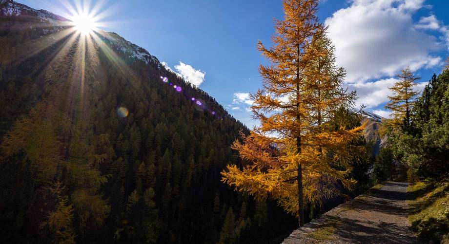 La magia del foliage che dipinge Livigno