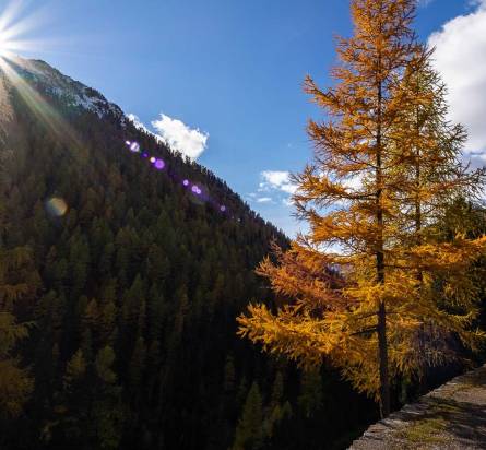 La magia del foliage che dipinge Livigno